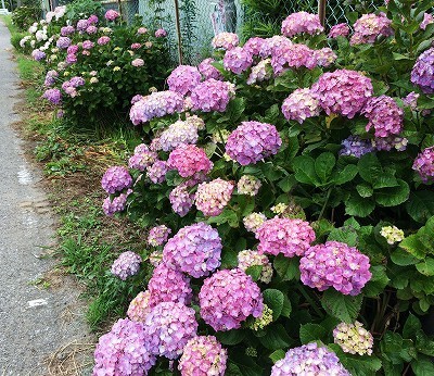 千葉県民の日(^^♪と６月のお花