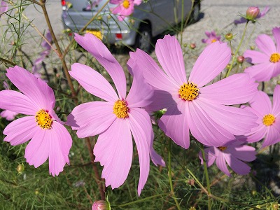 館山の花盛りのコスモス